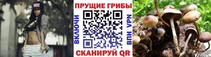 купить   Сатка  Псилоцибиновые грибы Magic Shrooms 